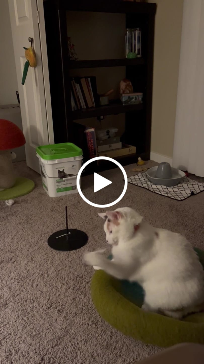 Customer video review of Interactive Bird Simulation Cat Toy Hybrid Bundle