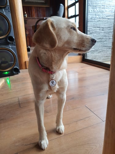 Customer photo review of Placa Blanca