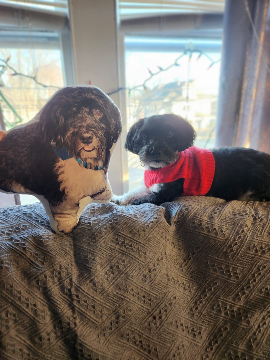 Customer photo review of Custom Pet Shaped Pillow that Look Like your Pet - ThePetPillow