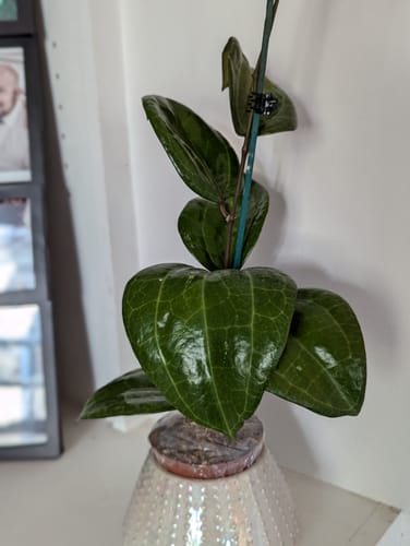 Customer photo review of Hoya Sarawak