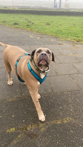 Customer photo review of Anny X FUN harness - Petrol/Brown