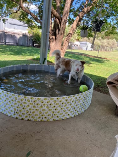 Customer photo review of PaWz Pet Portable Outdoor Swimming Pool and Bath Tub