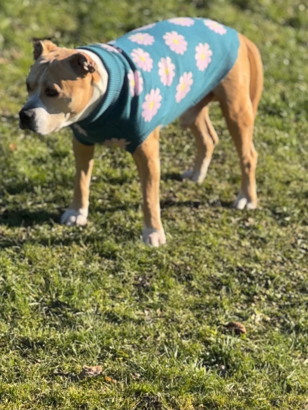 Customer photo review of Flower Knit Dog Sweater