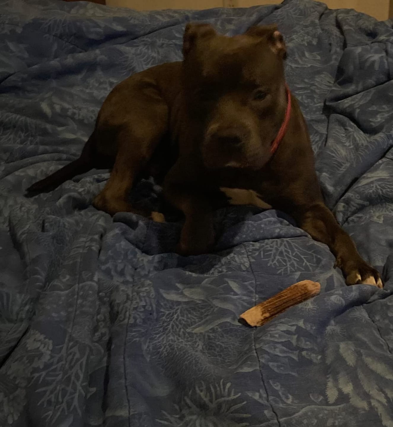 Customer photo review of Deer Antler Chew - Extra Large