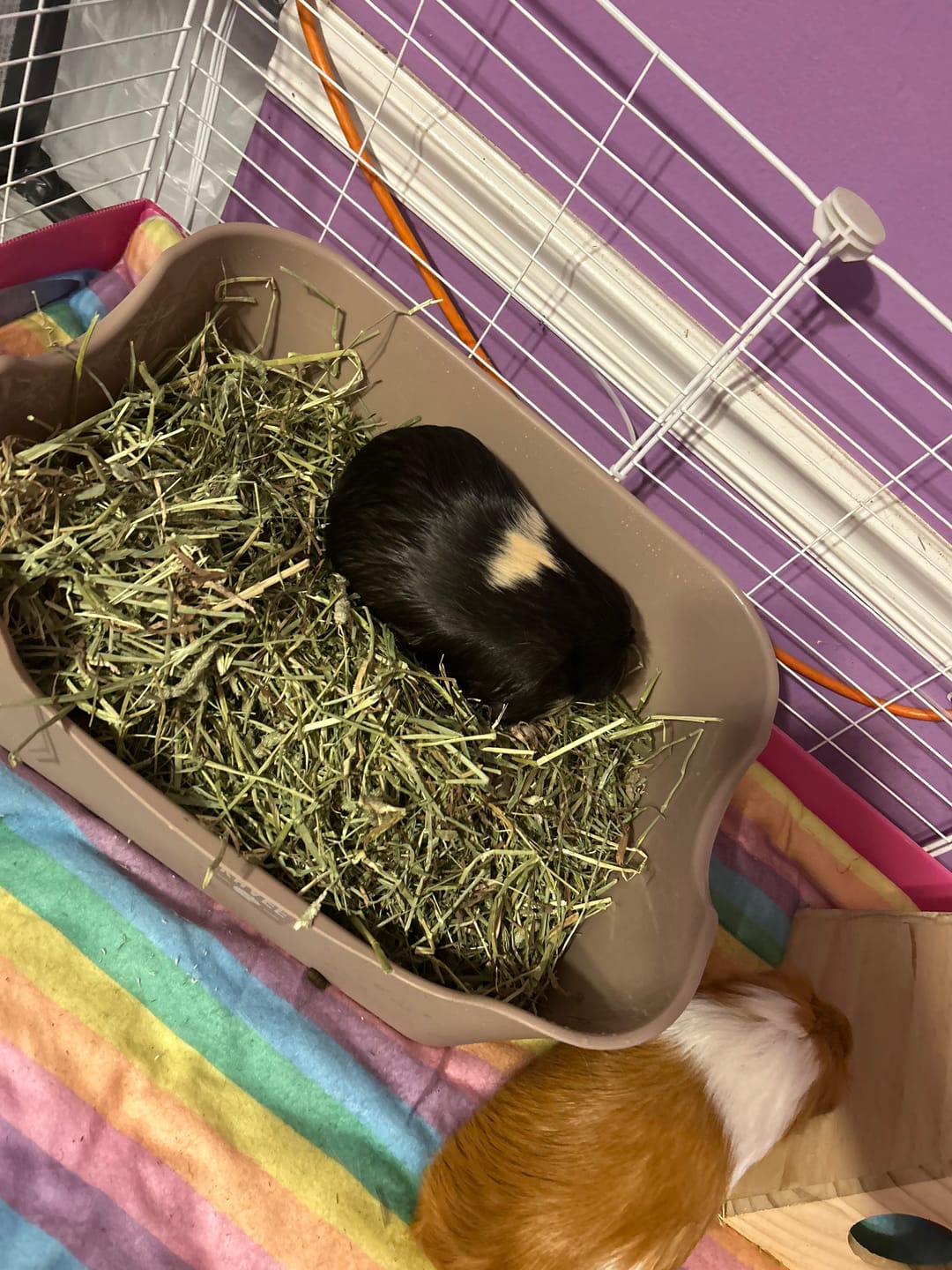 Customer photo review of The Super Pooper for Every Floofer | Litter Tray for Guinea Pigs and Rabbits