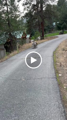 Customer video review of Freedom Joint Drops