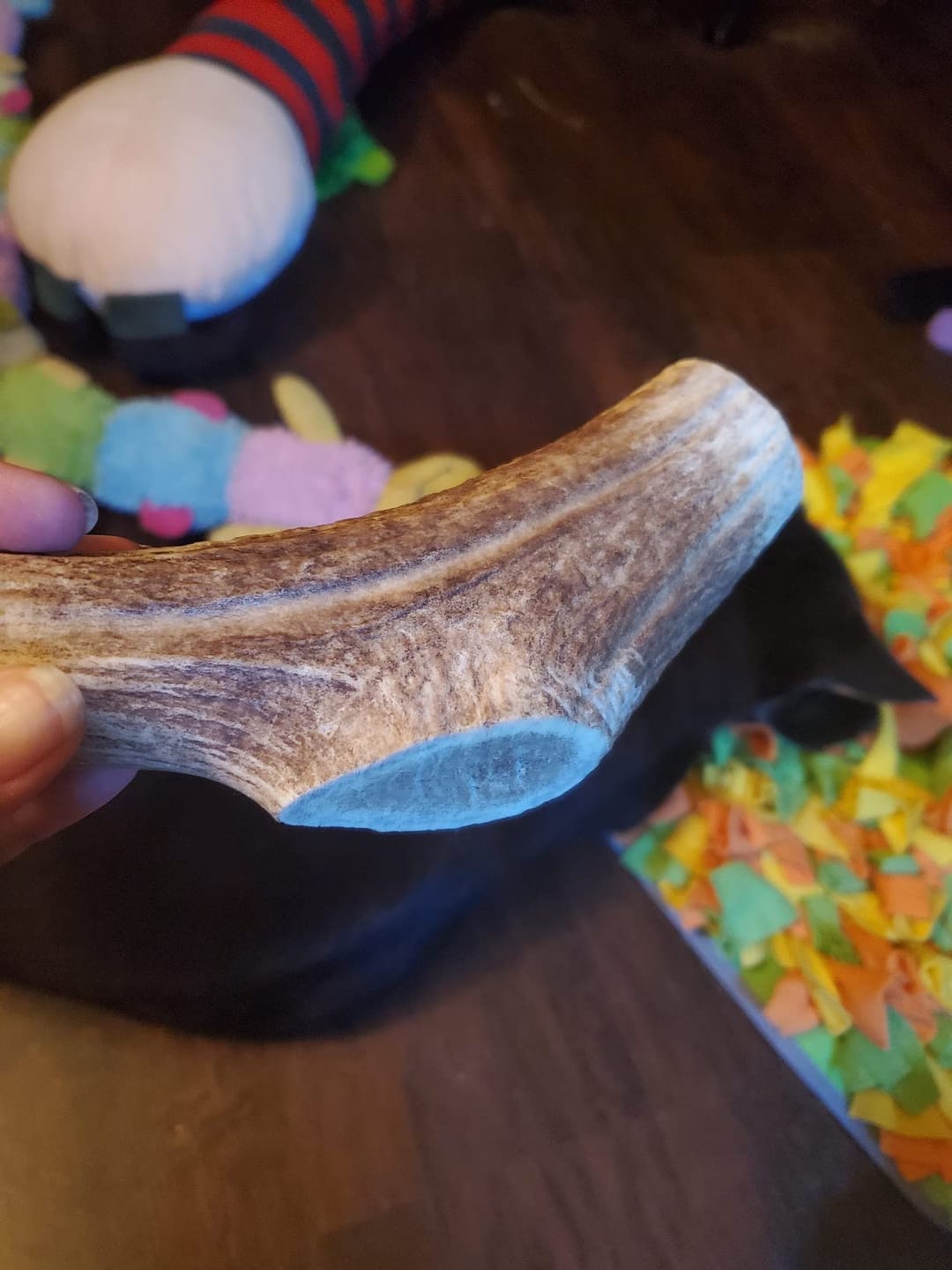 Customer photo review of Whole Elk Antler Chew - Extra Large