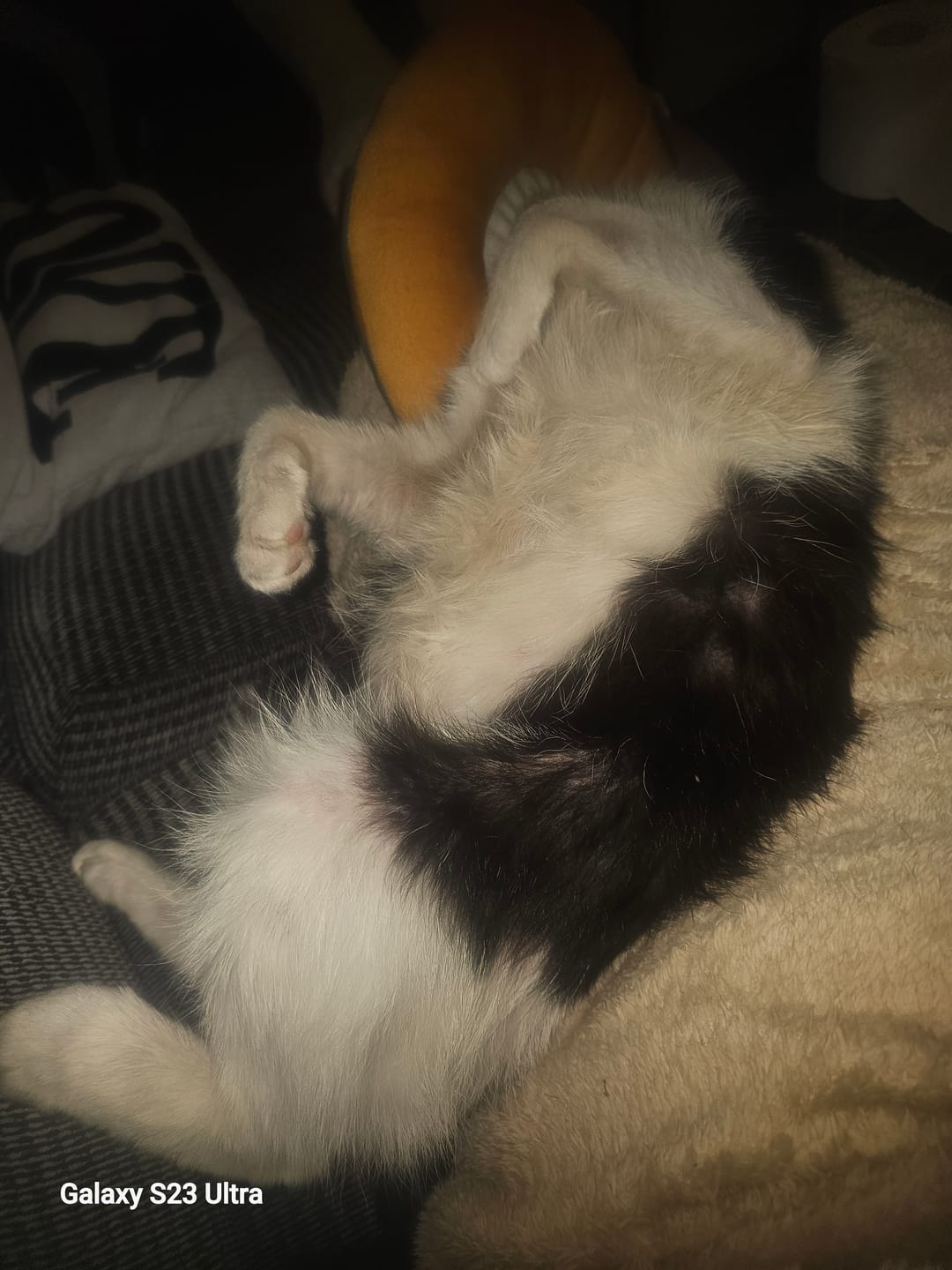 Customer photo review of Cat Skin Rescue Bundle Pack