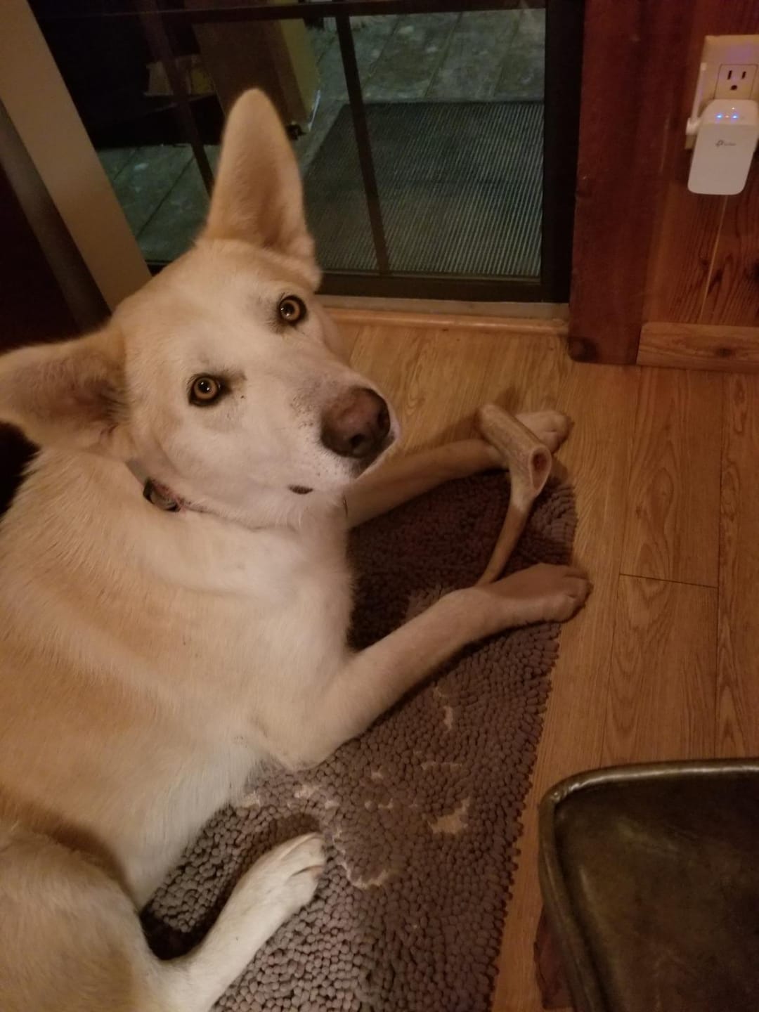 Customer photo review of Deer Antler Chew - Extra Large