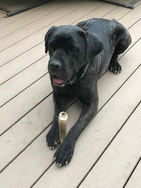 Customer photo review of Whole Elk Antler Chew - Extra Large
