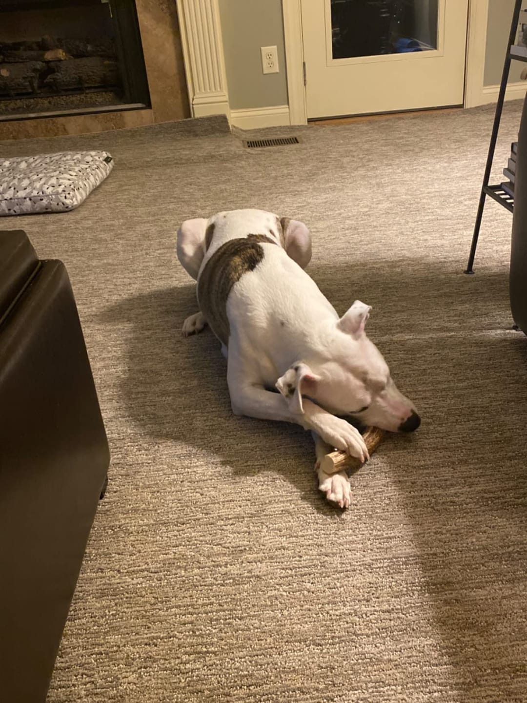 Customer photo review of Whole Elk Antler Chew - Extra Large