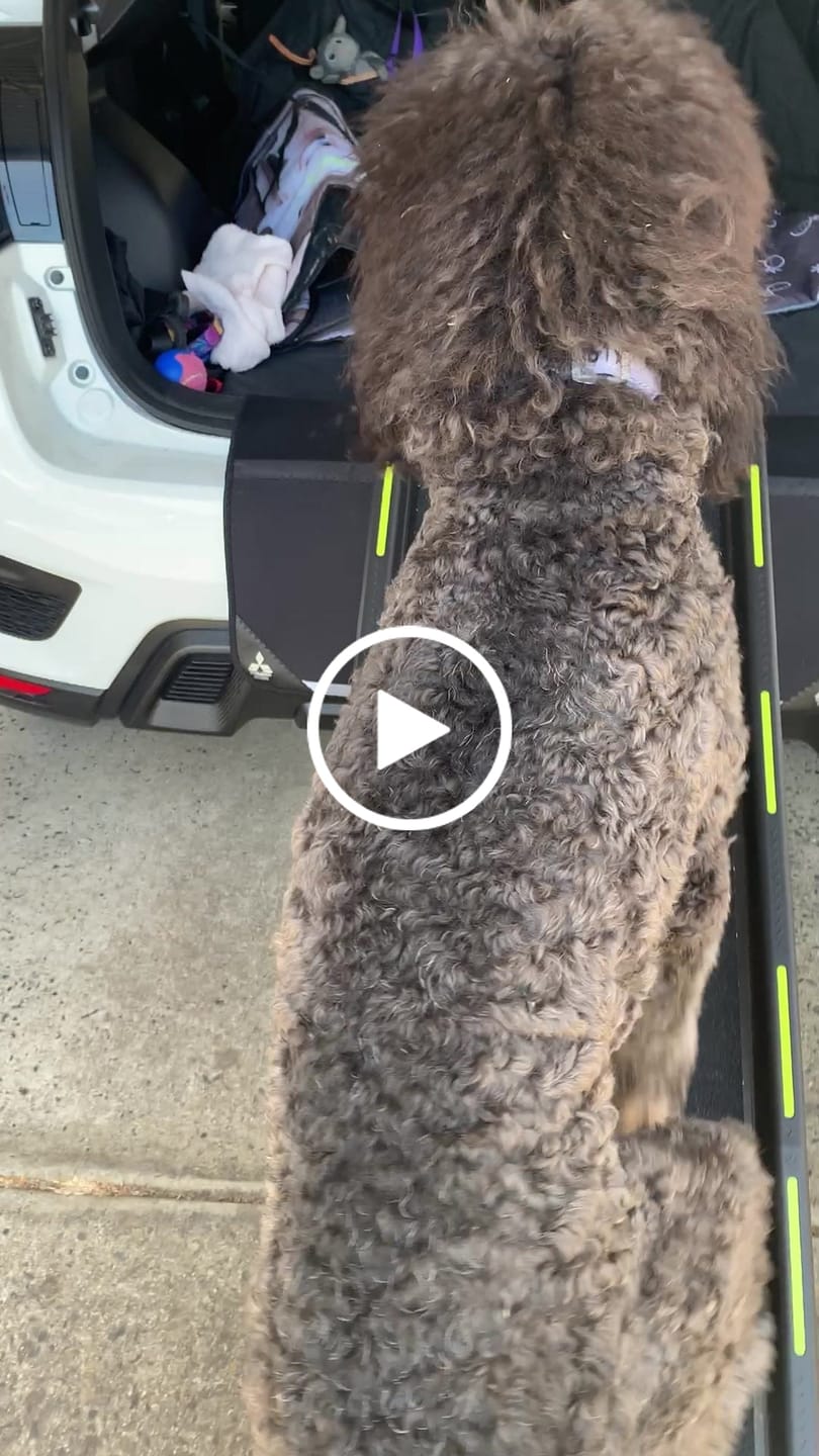 Customer video review of Pawz Pet Ramp with Reflective Strip