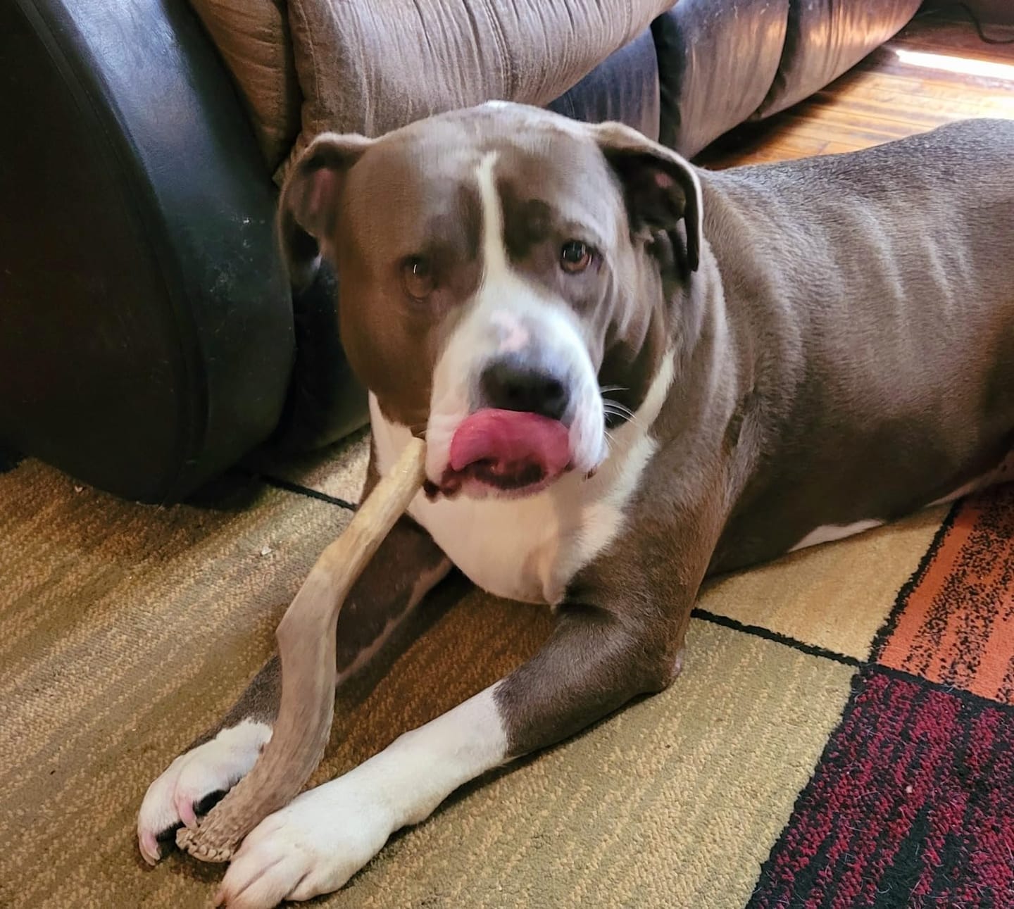 Customer photo review of Deer Antler Chew - Extra Large