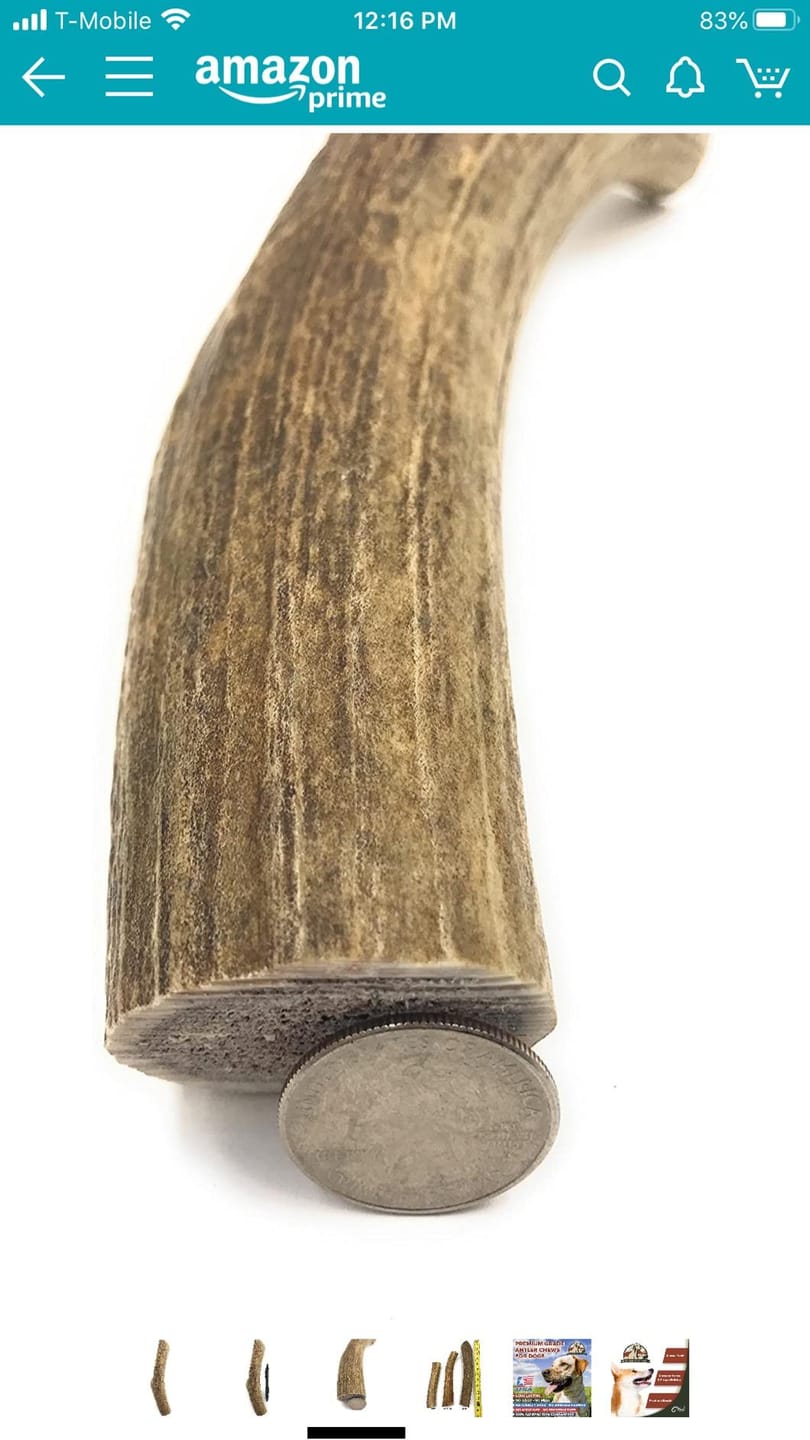 Customer photo review of Whole Elk Antler Chew - Extra Large