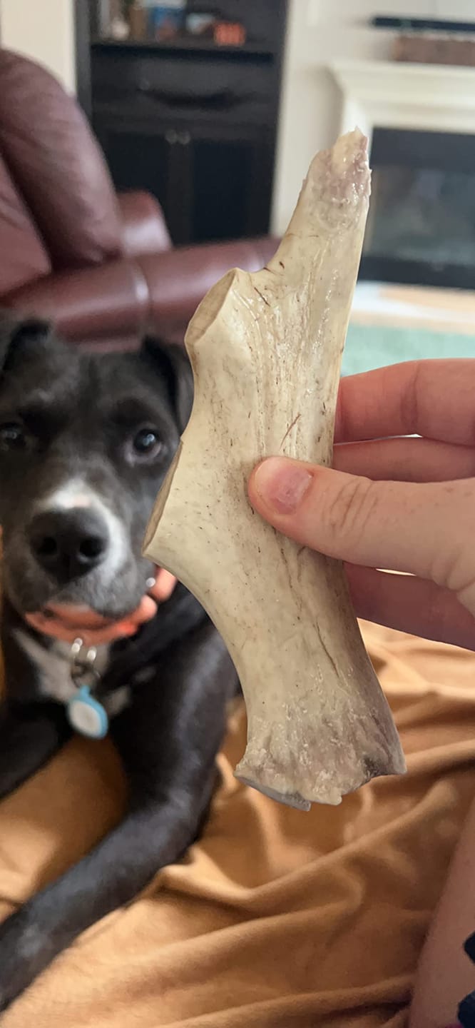 Customer photo review of Deer Antler Chew - Extra Large