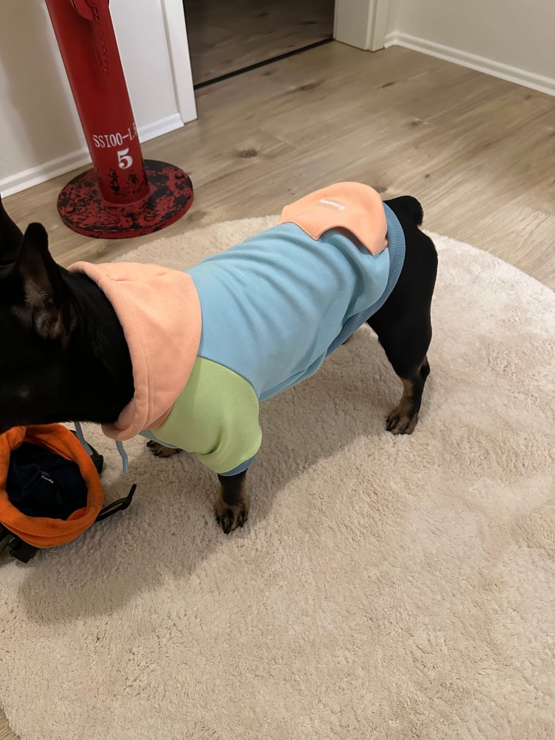 Customer photo review of Jelly Bean Dog Hoodie