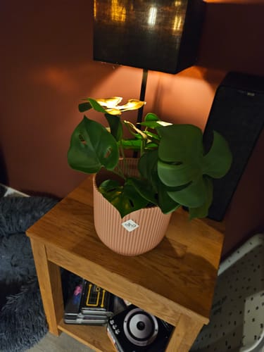 Customer photo review of Monstera Kunstplant 30cm
