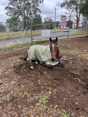 Customer photo review of Amigo Hero Ripstop Lite