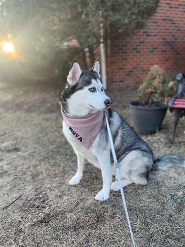 Customer photo review of Custom Saying Embroidered Bandana