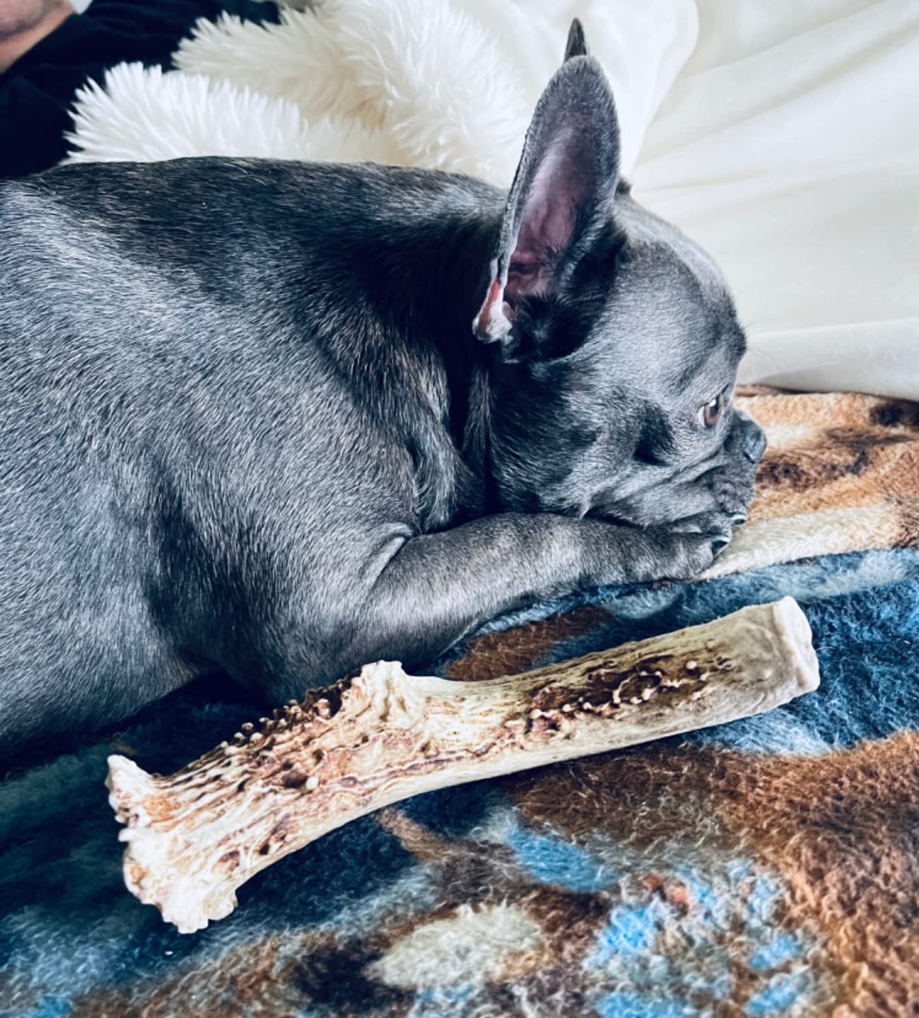 Customer photo review of Whole Elk Antler Chew - Extra Large