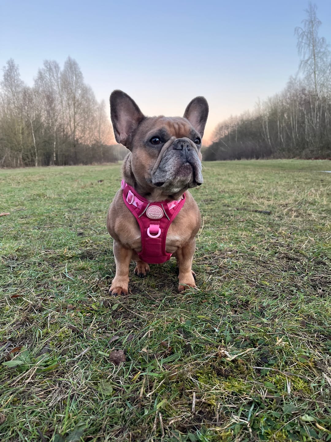 Customer photo review of Tough Trails™ Harness - Walkies Ready® Raspberry Pink