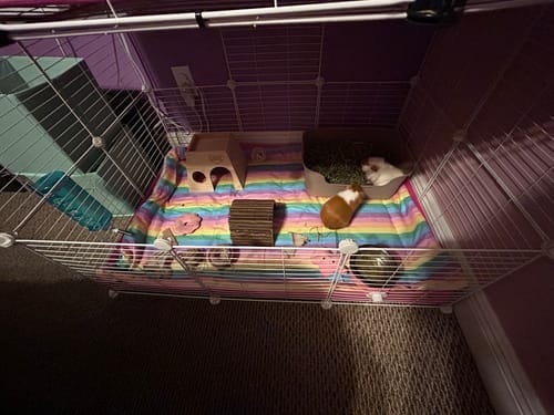 Customer photo review of 2X Coroplast Sheets for C&C Cage