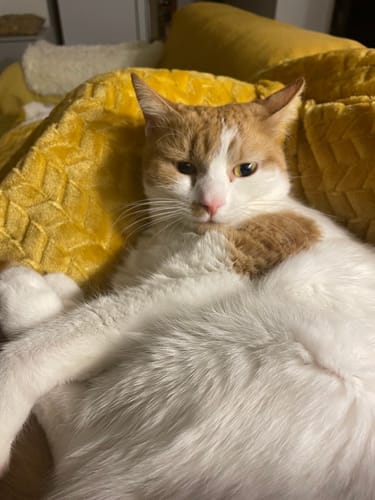Avis photo d'un client sur Croquettes Chat Stérilisé Sans Céréales - Saumon