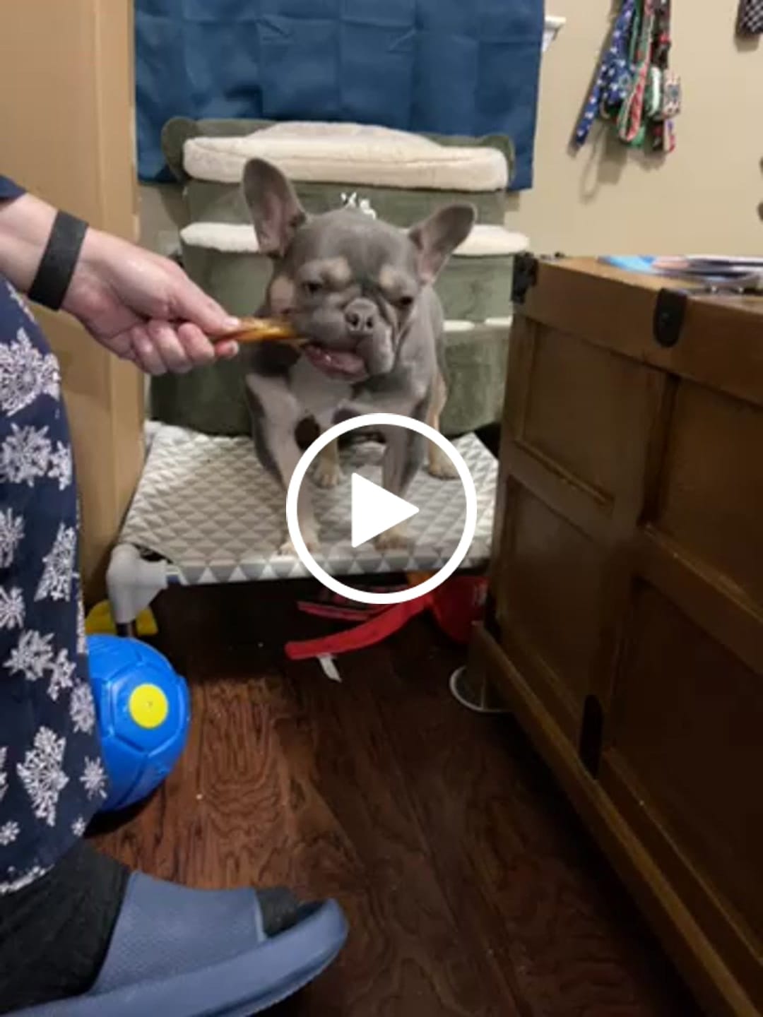 Customer video review of 6-Inch Braided Bully Sticks