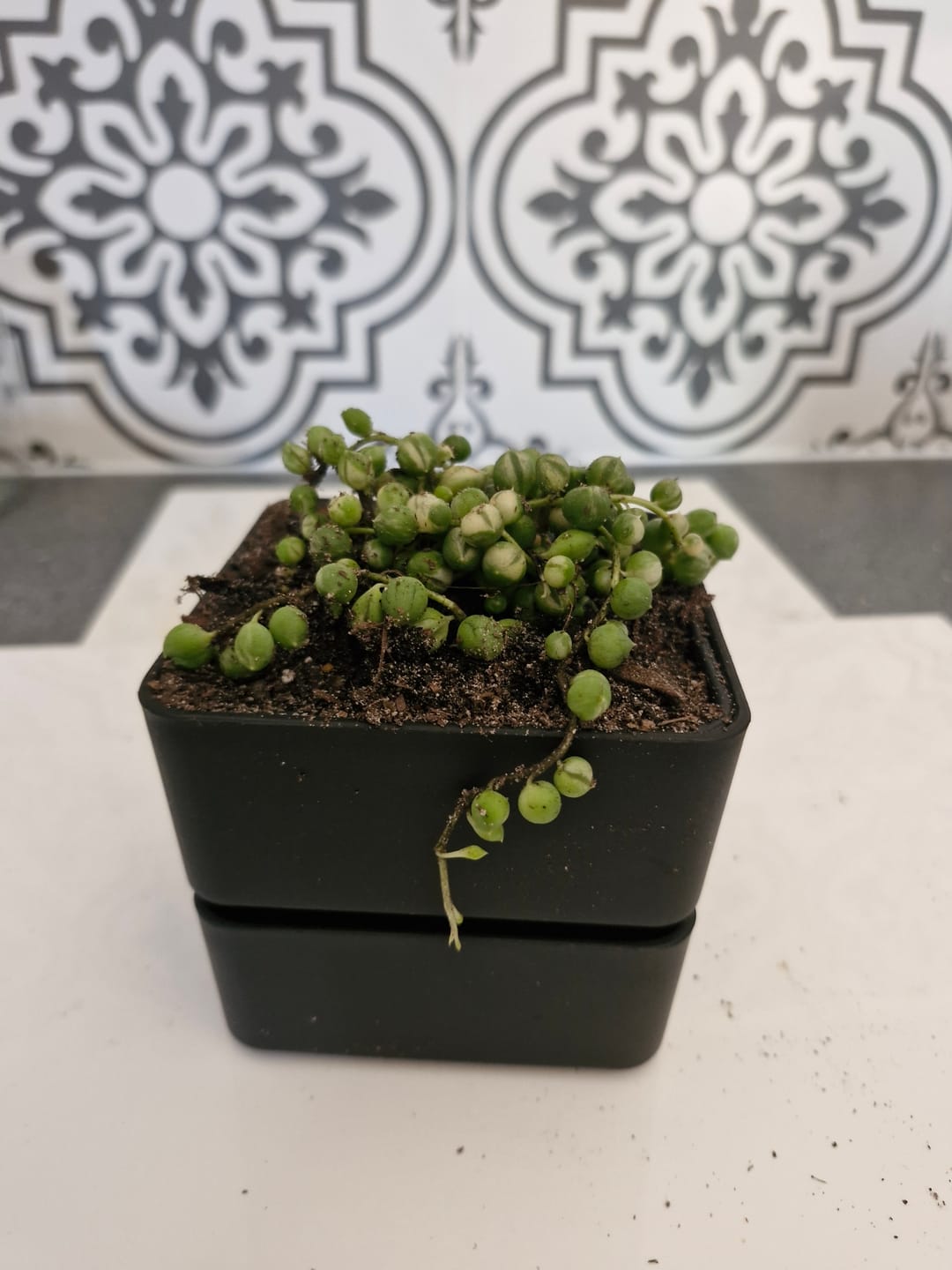 Customer photo review of Variegated String of Pearls - Senecio rowleyanus variegata