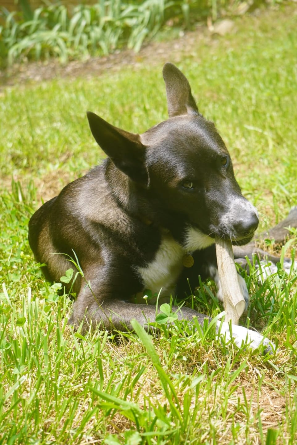 Customer photo review of Deer Antler Chew - Extra Large