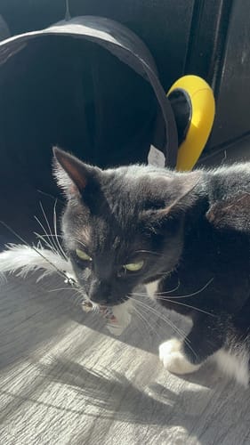 Customer photo review of Interactive Bird Simulation Cat Toy Set