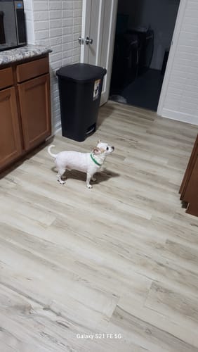 Customer photo review of FurLife Shipping Protection