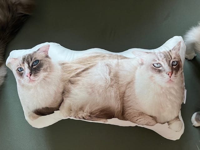 Customer photo review of Personalisiertes Katzenkissen