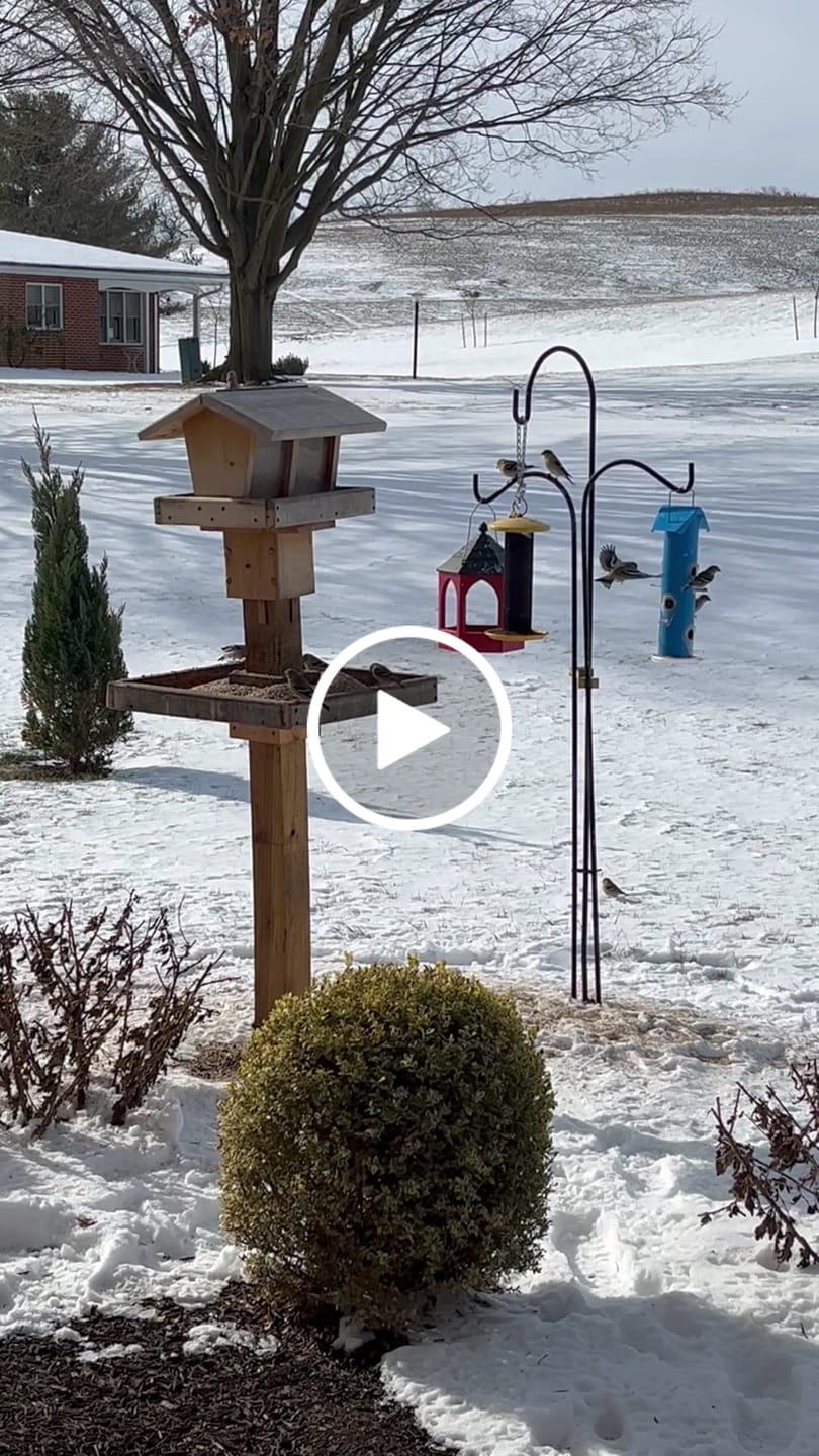Customer video review of Medium Sunflower Hearts
