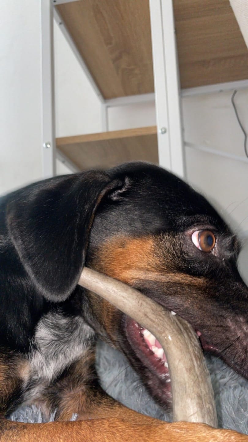 Customer photo review of Deer Antler Chew - Extra Large