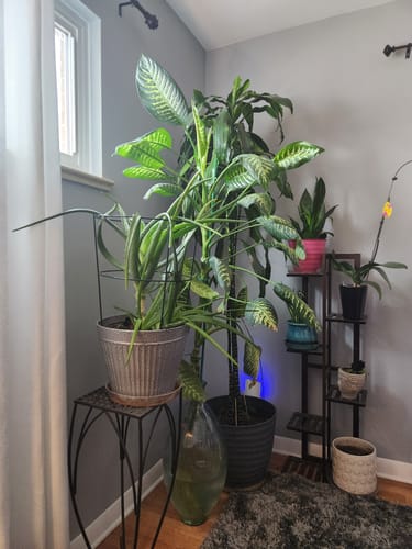 Customer photo review of Plant Food