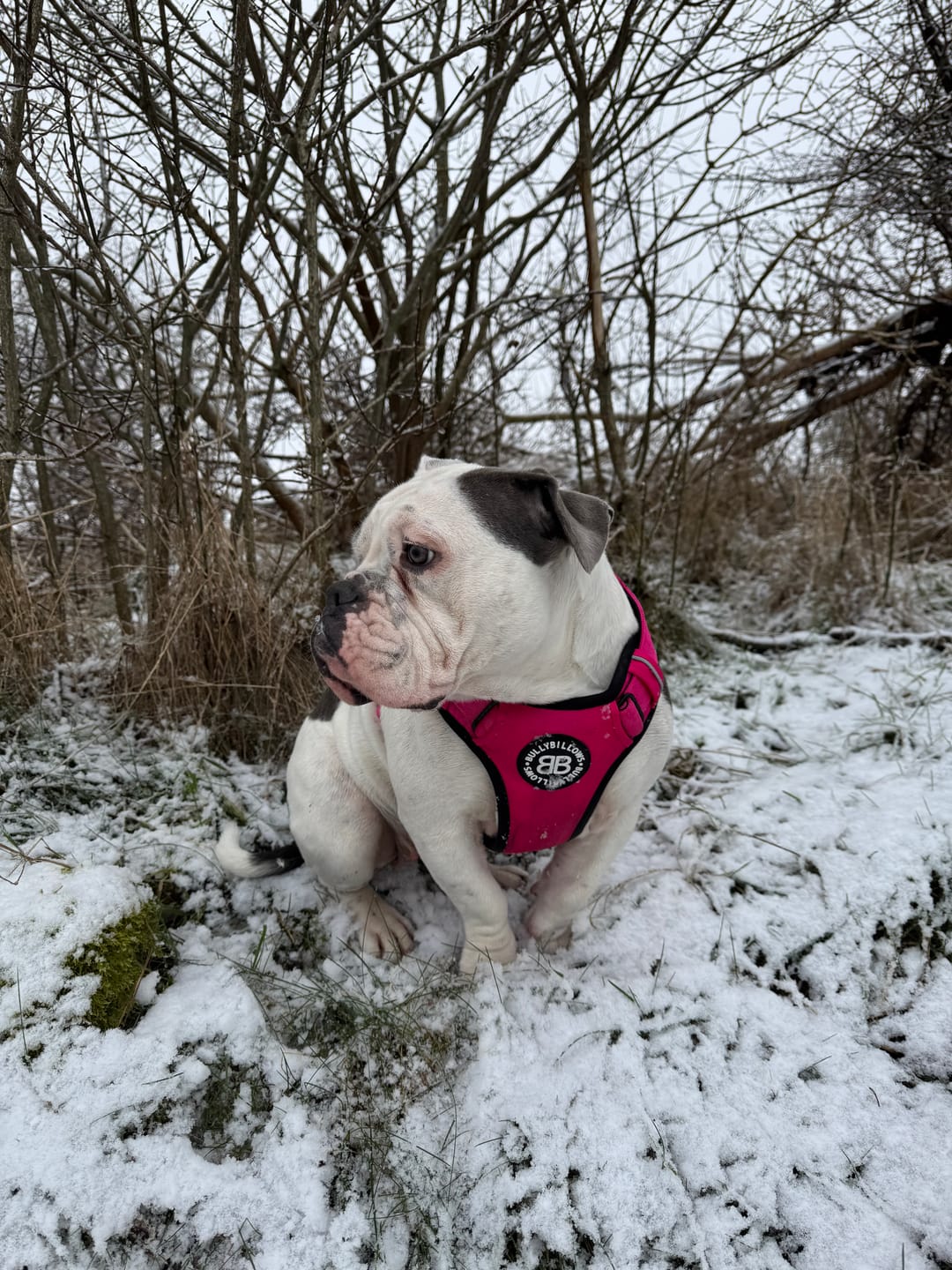 Customer photo review of Comfort Premium Harness | Non Restrictive - Magenta