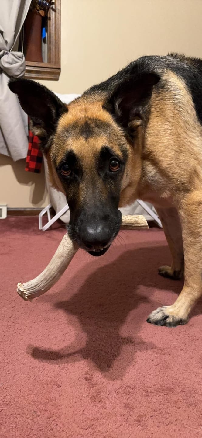 Customer photo review of Deer Antler Chew - Extra Large