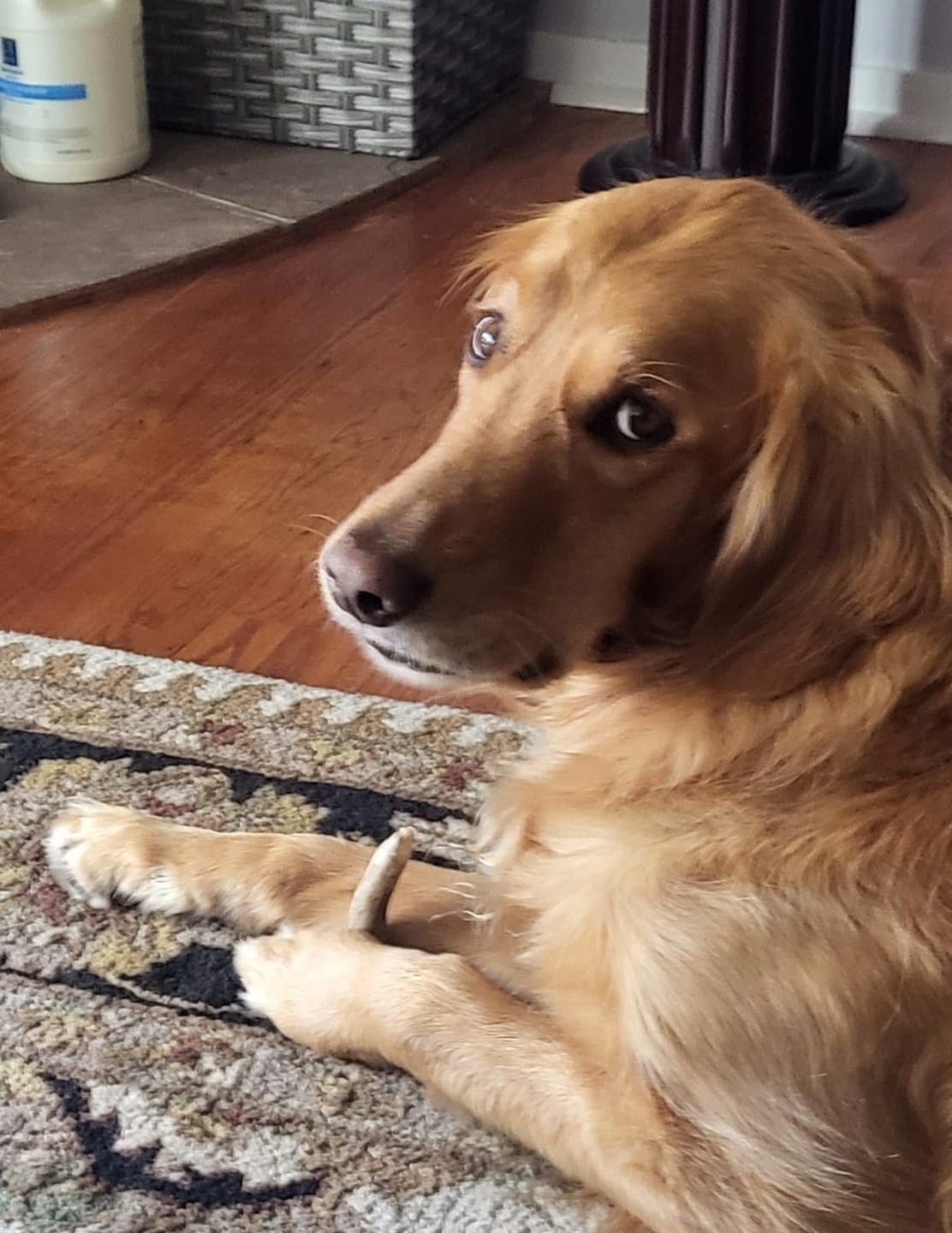 Customer photo review of Deer Antler Chew - Extra Large