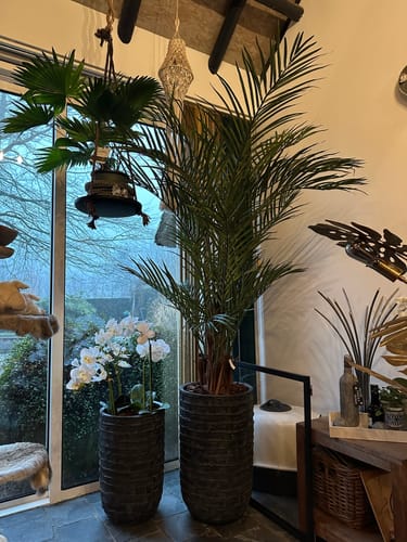 Customer photo review of Kunstpalm 180cm