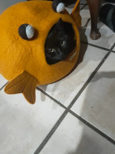 Customer photo review of Cat Cave - Goldfish