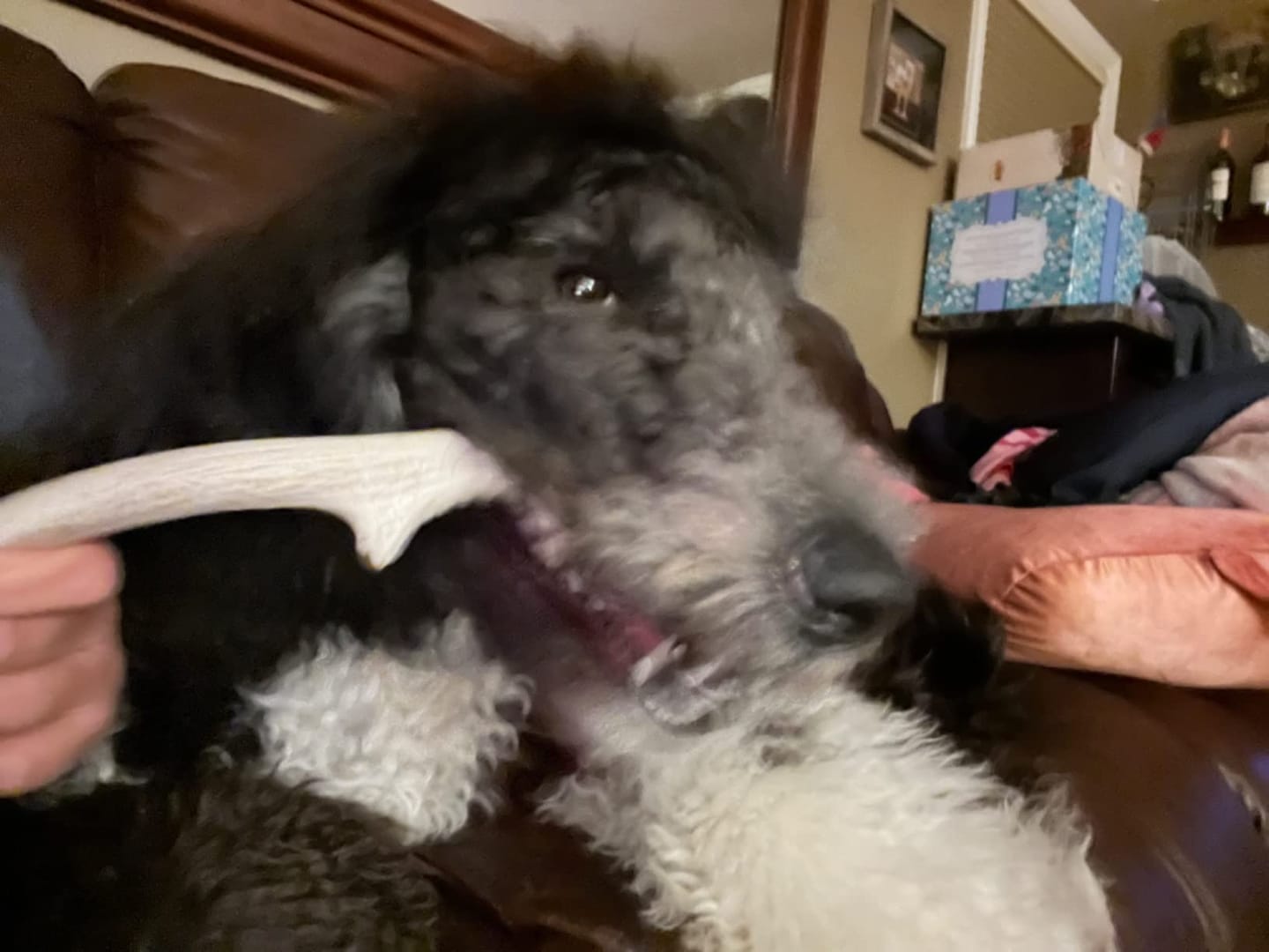 Customer photo review of Deer Antler Chew - Extra Large