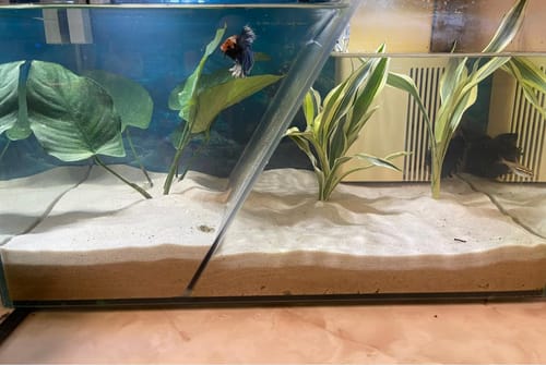 Customer photo review of Multicolor Halfmoon Male Betta Fish | High Grade | Order Directly From Farm|  You Pick Fish |