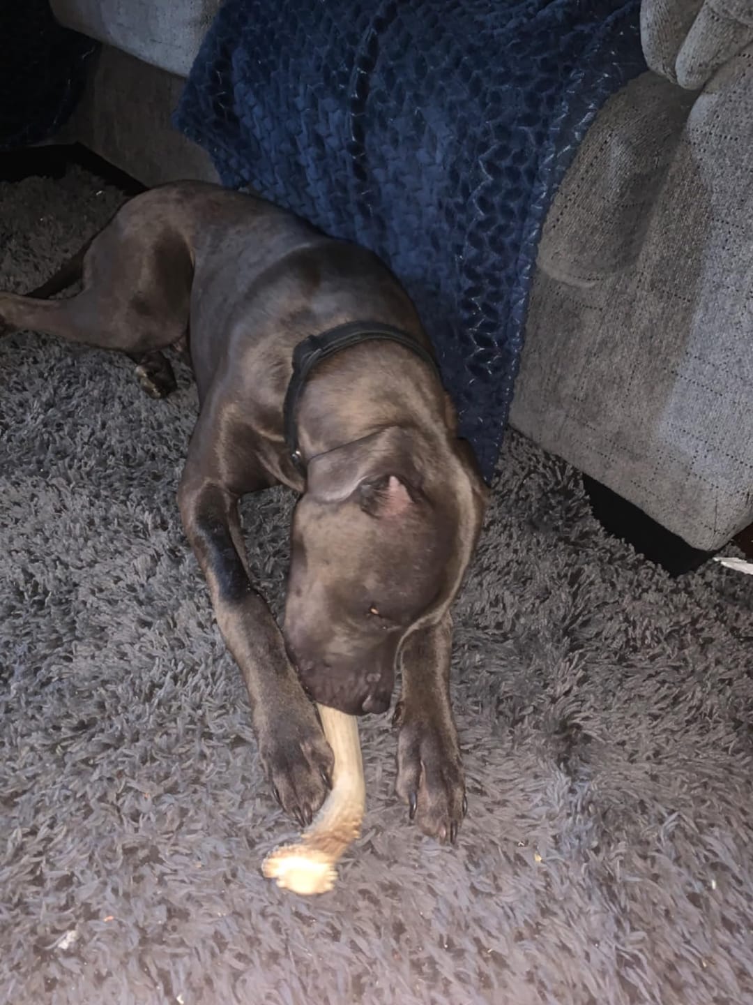Customer photo review of Deer Antler Chew - Extra Large