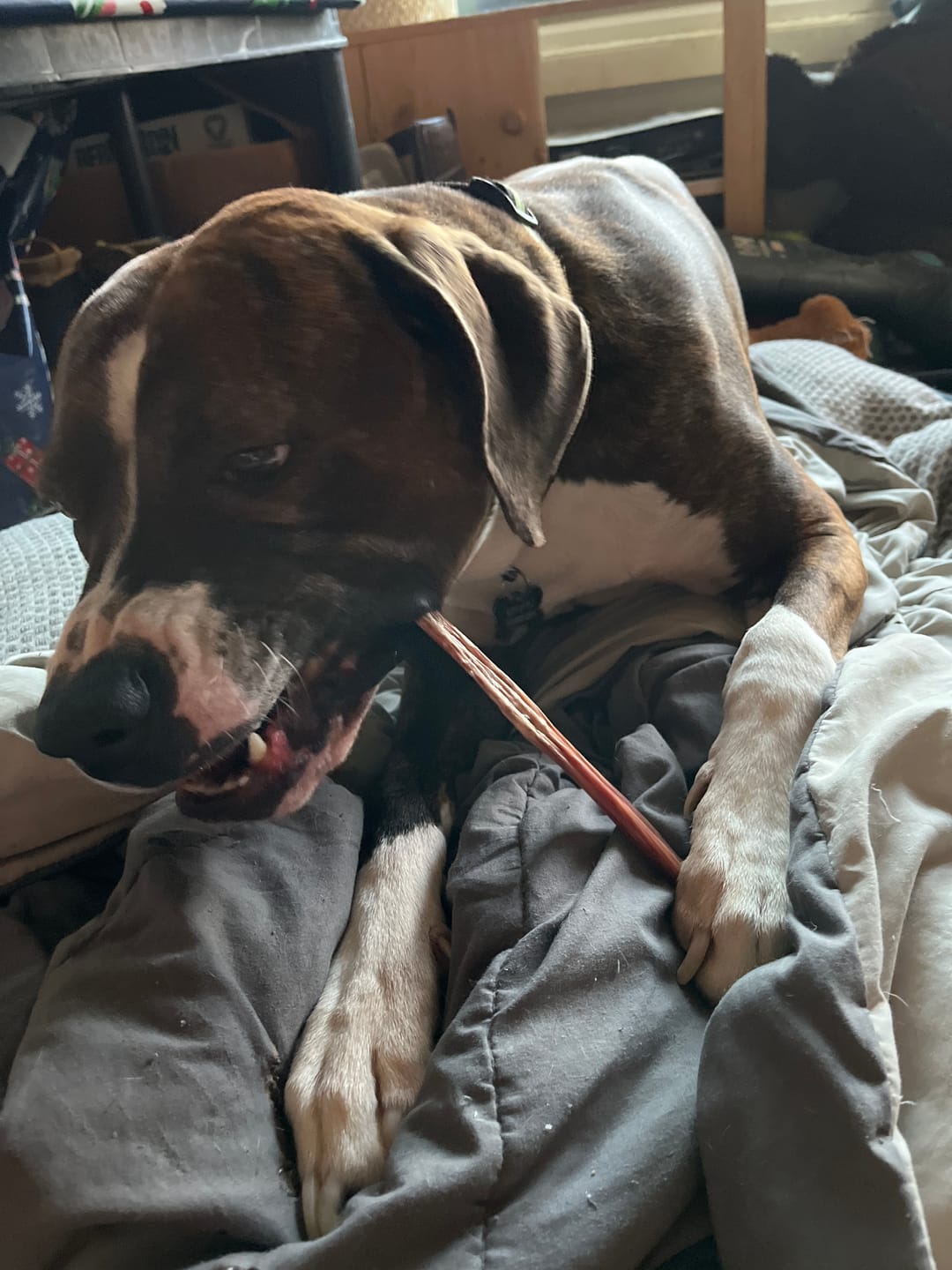 Customer photo review of 12 Inch Beef Jerky Stick