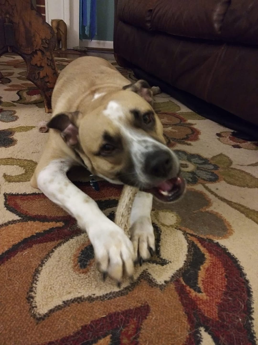 Customer photo review of Deer Antler Chew - Extra Large