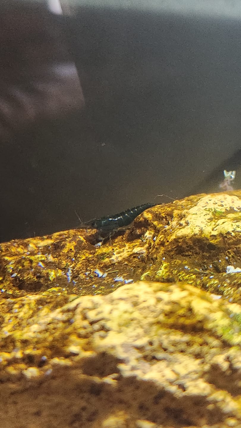 Customer photo review of Green Jade Shrimp