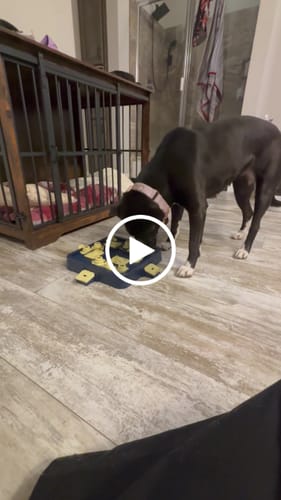 Customer video review of 1.5" Luxe Martingale Dog Collar - Sofia