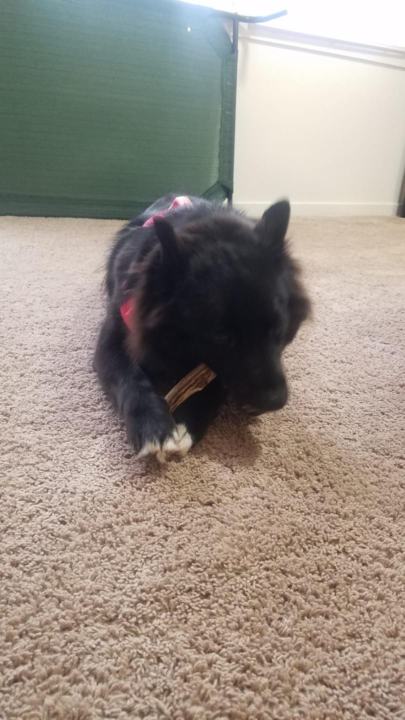 Customer photo review of Deer Antler Chew - Extra Large