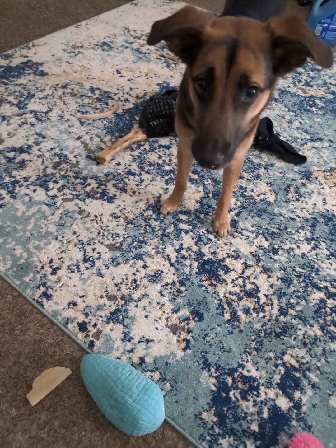 Customer photo review of Deer Antler Chew - Extra Large